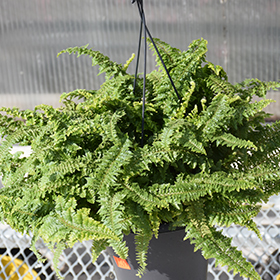 Plant Photo 7
