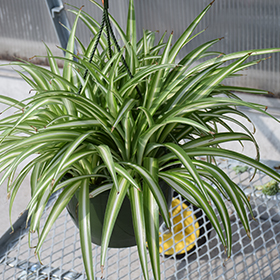 Plant Photo 9