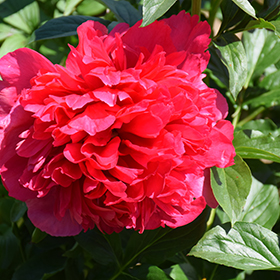 Plant Photo 3
