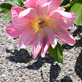 Plant Photo 7