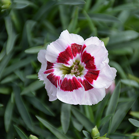Plant Photo 9