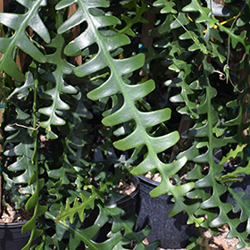 Plant Photo 9
