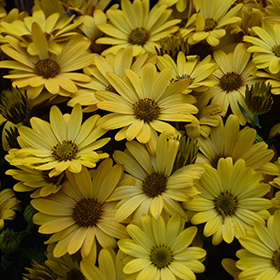 Plant Photo 7