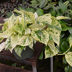 Plant Photo 4