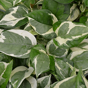 Plant Photo 5
