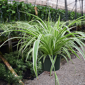 Plant Photo 3