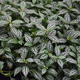 Plant Photo 10