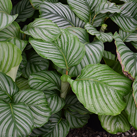 Plant Photo 6