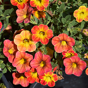 Plant Photo 5