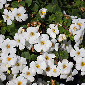 Plant Photo 6
