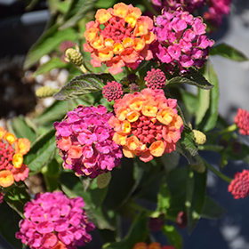 Plant Photo 1