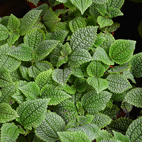 Plant Photo 2