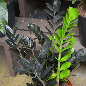Plant Photo 5