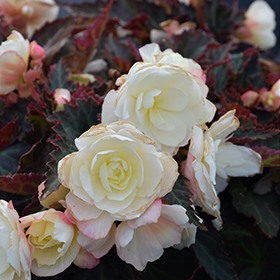 Plant Photo 5