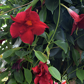 Plant Photo 7