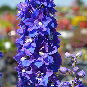 Plant Photo 4