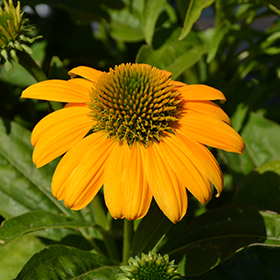 Plant Photo 6