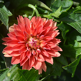 Plant Photo 4