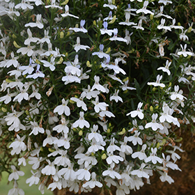 Plant Photo 6