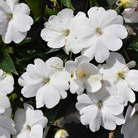 Plant Photo 3