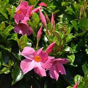 Plant Photo 6