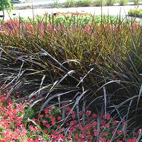 Plant Photo 4