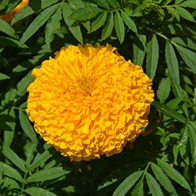 Plant Photo 8