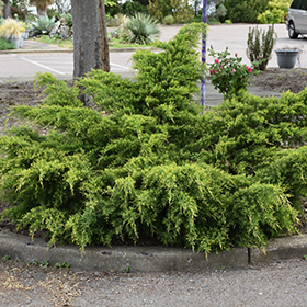 Plant Photo 3