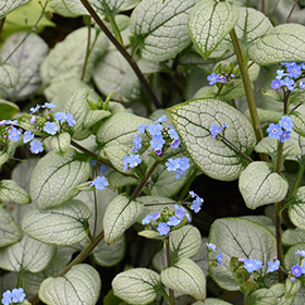Plant Photo 1