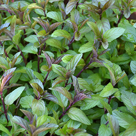 Plant Photo 9