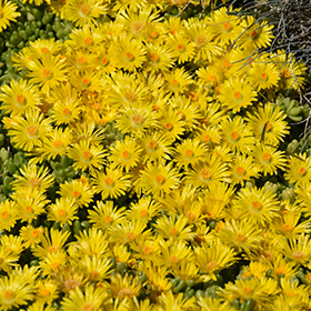 Plant Photo 7