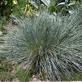 Plant Photo 2