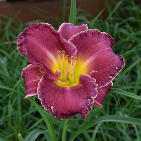 Plant Photo 5