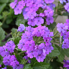 Plant Photo 5