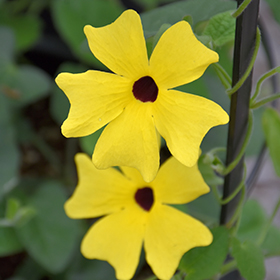 Plant Photo 1