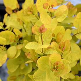 Plant Photo 3