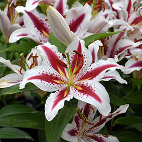 Plant Photo 5