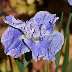 Plant Photo 1