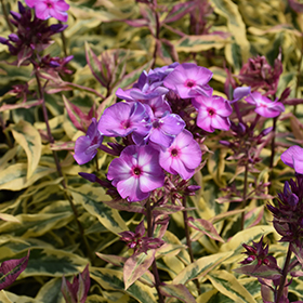 Plant Photo 9