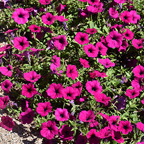 Plant Photo 5