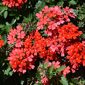 Plant Photo 7