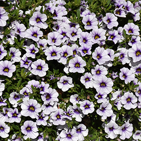 Plant Photo 5