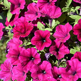 Plant Photo 4
