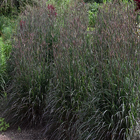 Plant Photo 3