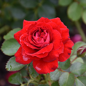 Plant Photo 3