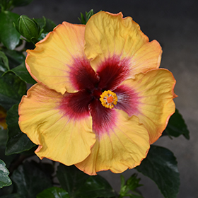 Plant Photo 5