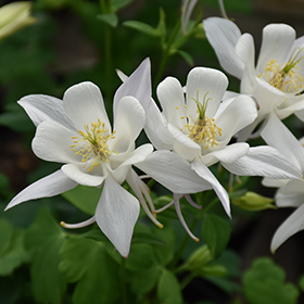 Plant Photo 5