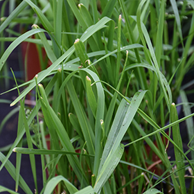 Plant Photo 9