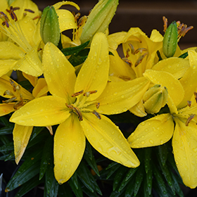 Plant Photo 6