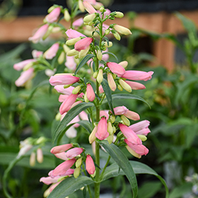 Plant Photo 1